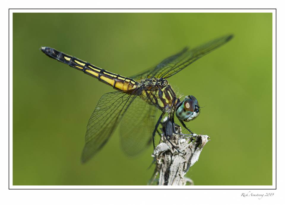 dragonfly 2d.jpg